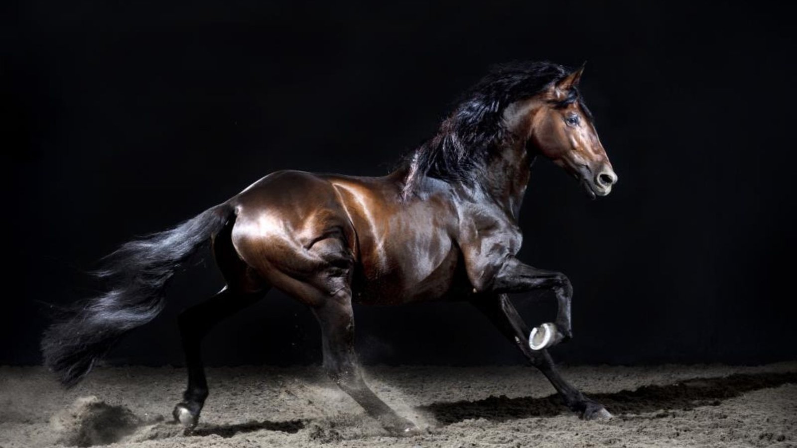this image shows Horse Photography 