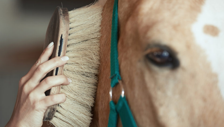 horse tack and grooming essentials