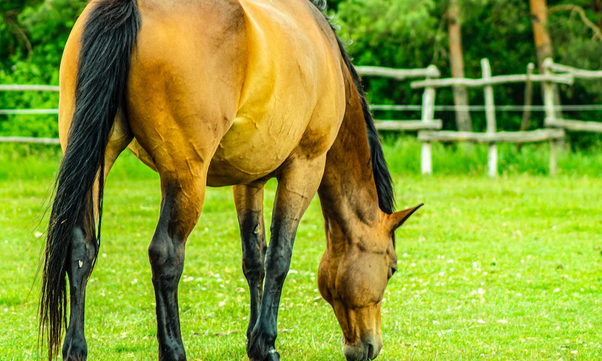 Feeding Your Horse for Optimal Health