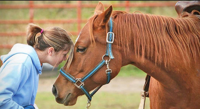 The Role of Horses in Therapy